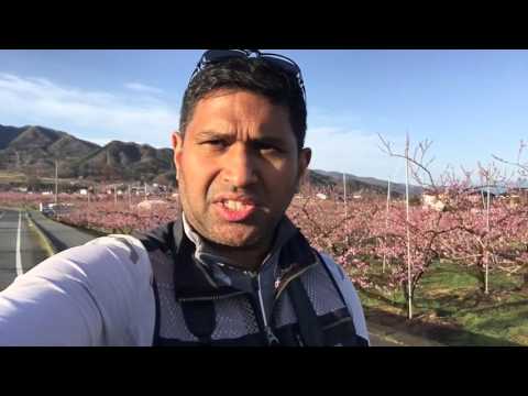 Sakura: Cherry Blossoms as a Living Symbol of Friendship from YouTube · Duration: 25 minutes 45 seconds Sakura: Cherry Blossoms as a Living Symbol of Friendship from YouTube · Duration: 25 minutes 45 seconds
