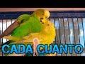 ¿Cada cuanto tiempo ponen Huevos los Periquitos? ¿Cuantas veces pueden criar?-Rincon animal