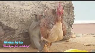 Monkey VS Chicken Mating