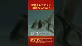 ネコザメに刺されてみた #shorts #キング・オブ・ペイン #最強の痛み決定戦