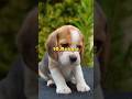 Top 10 most cutest dogs in the world shorts top10 viral