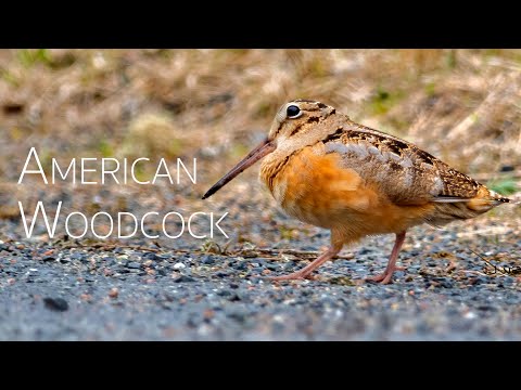 Little Dance of American Woodcock | Birding in Canada