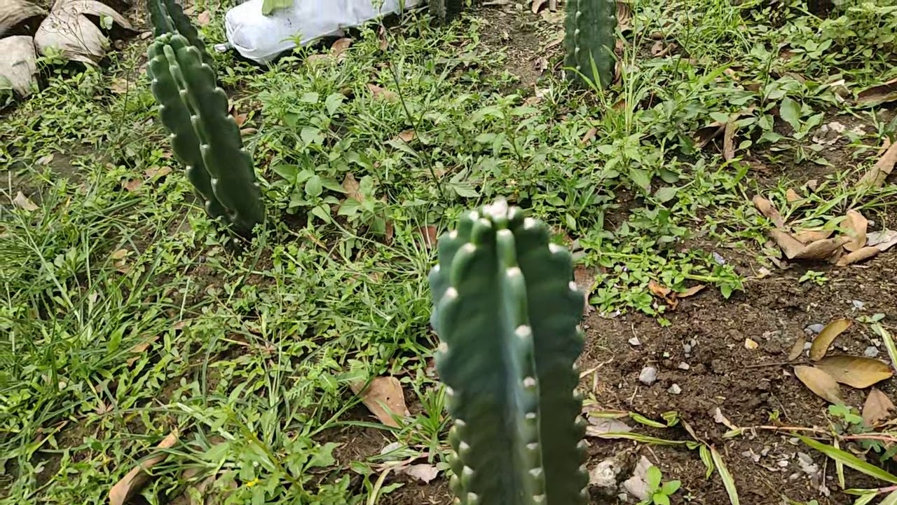 Morning walk with Peruvian Apple Cactus and Mulberry picking 