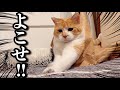 就寝前にテンションアゲアゲになる猫
