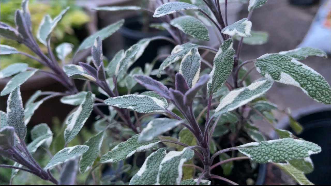 আমার বাগানের ‘Tri Color Sage’ herb