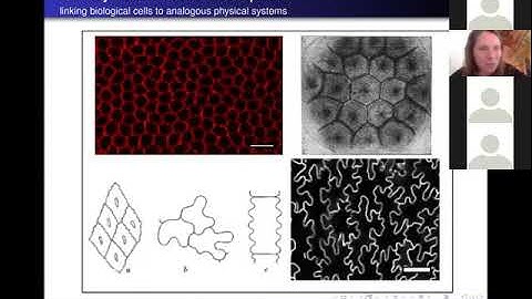 Veronica Grieneisen: Mathematical Modelling of Morphodynamics in developing tissues