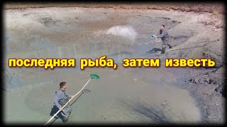 вылавливаю сачком остатки рыбы и вношу известь.