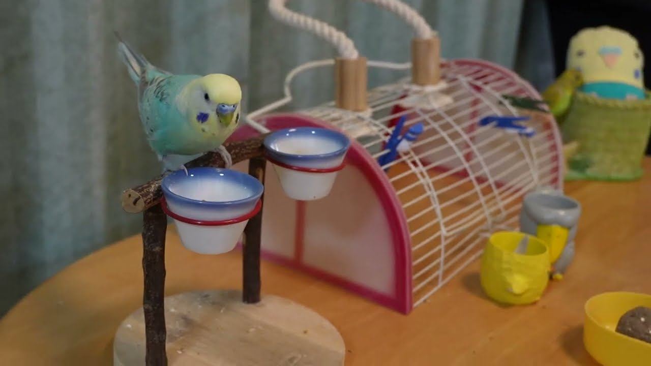 玉転がしに駆けっこに食事して飛び立って忙しいぞ