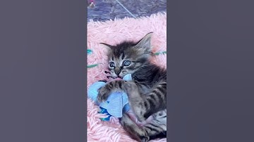 🚀 爆発的な可愛さ警報！保護子猫のおもちゃ冒険が心を盗むでしょう！ 💕🐈