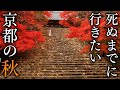 【嵐山・右京区編】秋に行きたい京都の紅葉絶景19選 - KYOTO , JAPAN in 4K