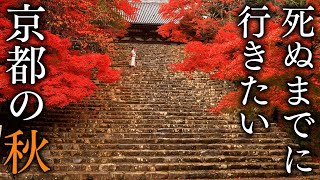 【嵐山・右京区編】秋に行きたい京都の紅葉絶景19選 - KYOTO , JAPAN in 4K