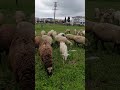Daha fazla 👇🏻#Gömeç#Balıkesir#Kurbanlık#Adaklık#KeçiSütü#Koyun#PekcanlarÇiftlik #shorts