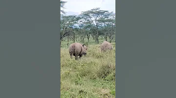 Wildlife Adventure Safari Jumasafarikenya 