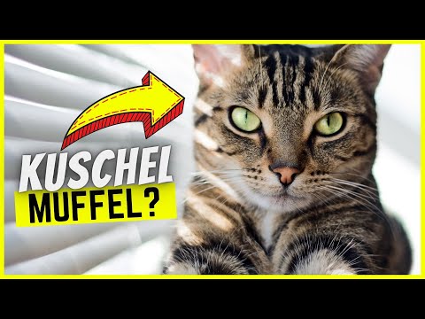 Video: Warum kuscheln Katzen?