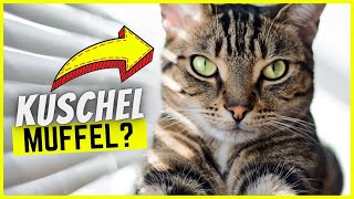 Deine Katze will nicht genug kuscheln? SO ändert sich das!