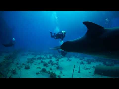 dolphin makes air ring