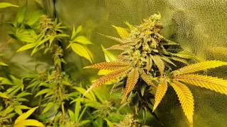 Sweet Zkittlez & Royal Gorilla Flower Update #7