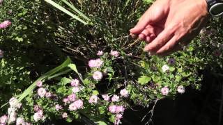 How to Care for Fall Mum Plants in Containers : Gardening With Mums