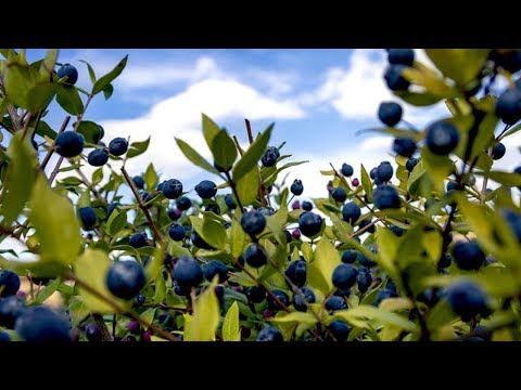 Video: A është bredhi Sitka vendas në Irlandë?