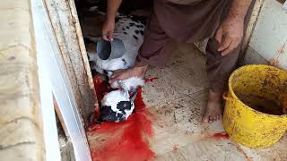 Aqiqa goat slaughtering