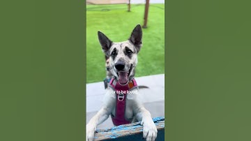 link in bio to donate for help so we can continue saving more lives #dog #pets #dogrescue #puppy