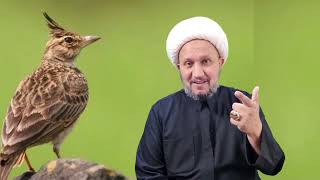 ما سبب إحترام الشيعة لطائر ( القنبرة ) ؟