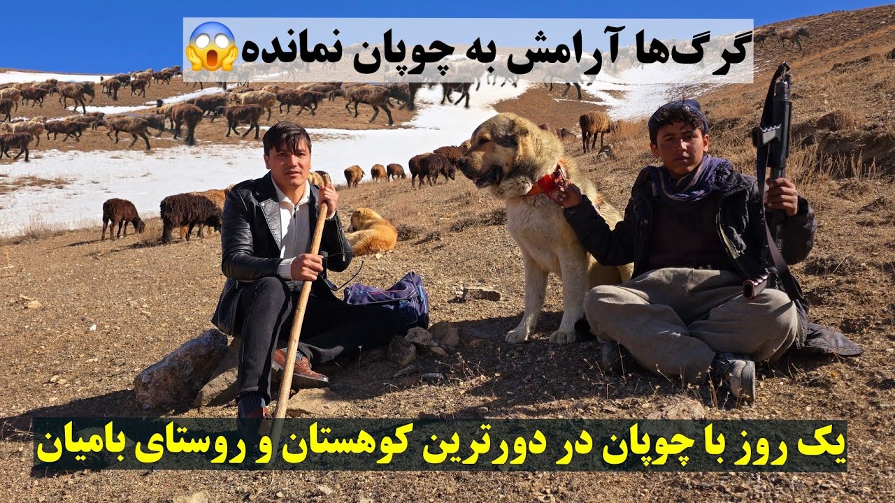 یک روز با چوپان و سگ‌های وفادارش در بلندترین کوه بامیان.