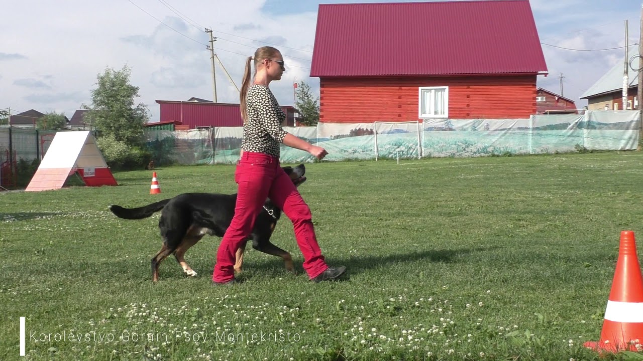 Graf BH 2018 (смуглянка)