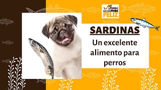 Sardinas. Excelente alimento para un perro