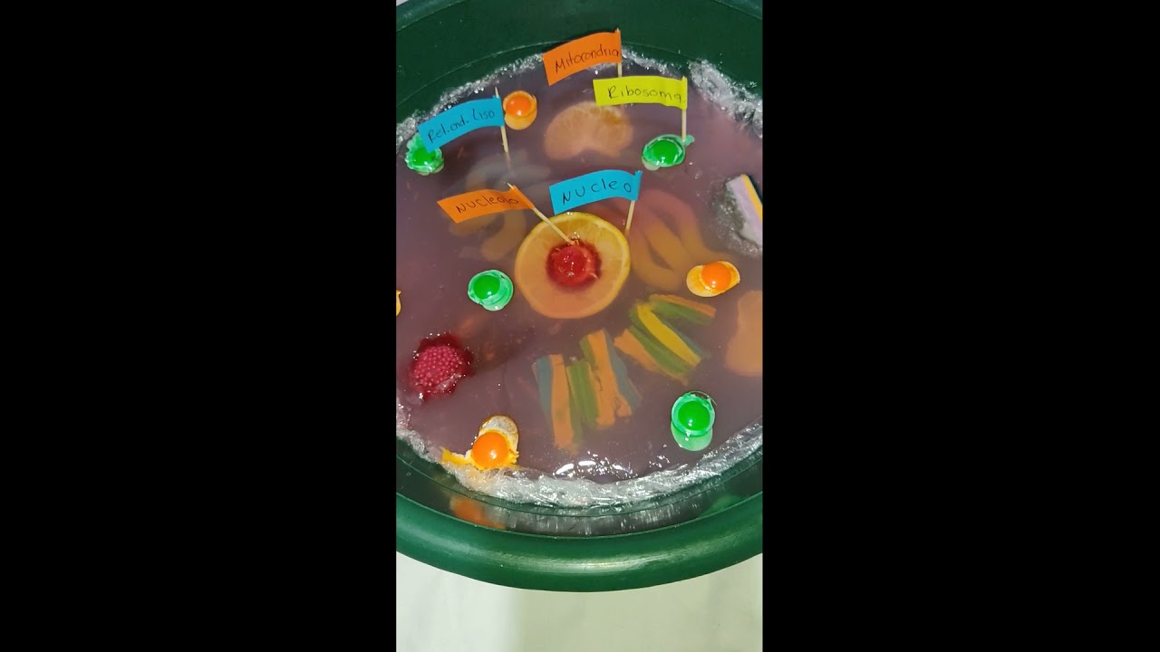 CELULA ANIMAL ((MAQUETA DE GELATINA)) - YouTube