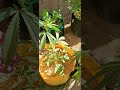 garden update