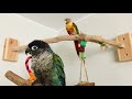 Green cheek conure doing tricks! A cute and funny compilation!