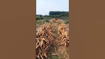 panen singkong garuda umur 8bulan, target 40ton/hektar#shorts #panensingkong