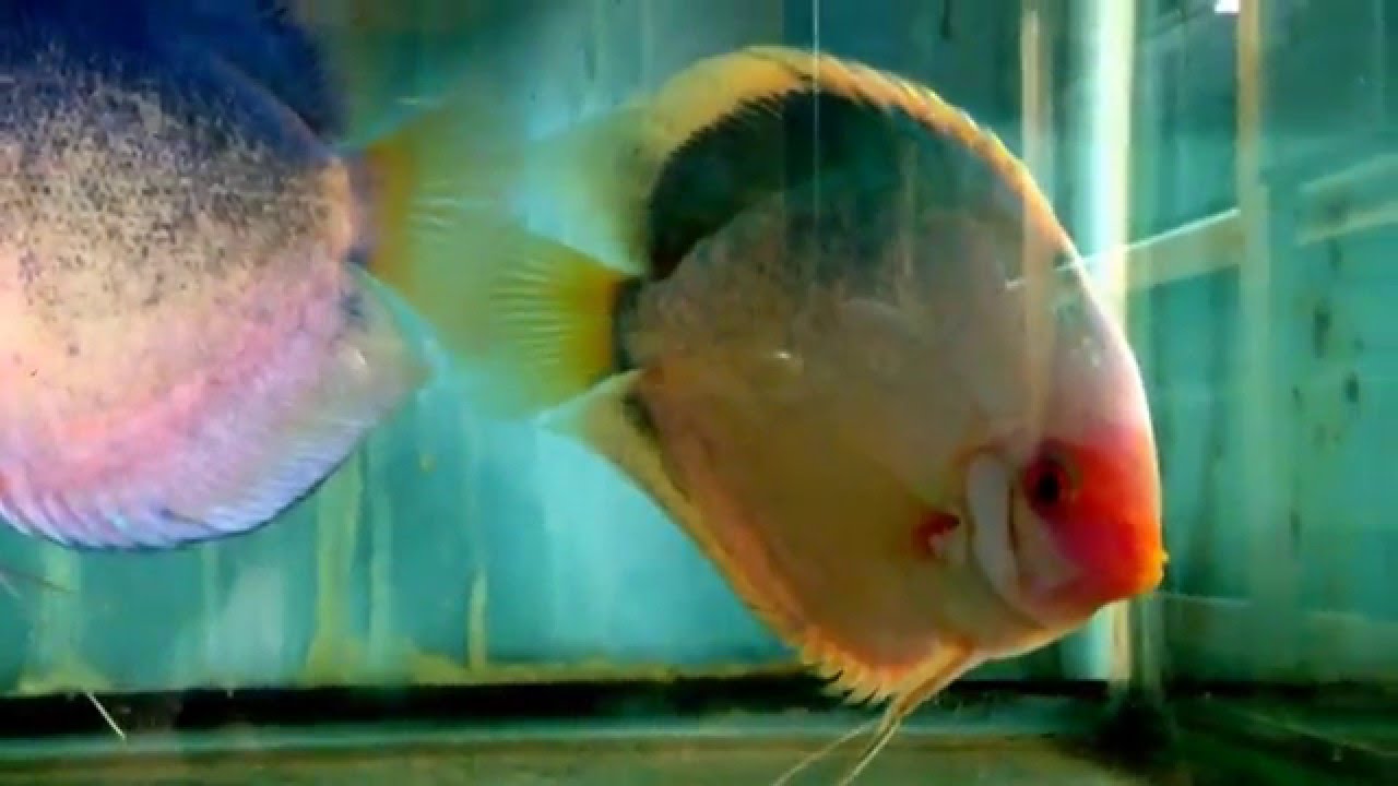 Stendker Dark Angel Discus Hans USA YouTube