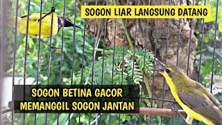 SOGON BETINA MEMANGGIL JANTAN SANGAT AMPUH UNTUK PANCINGAN AGAR SOGON BAHAN IKUT BUNYI