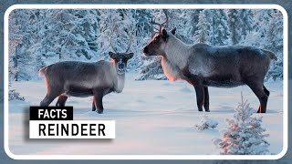 Reindeer - Facts about Santa's Helpers by Amazing world of Animals 337 views 4 months ago 3 minutes, 10 seconds