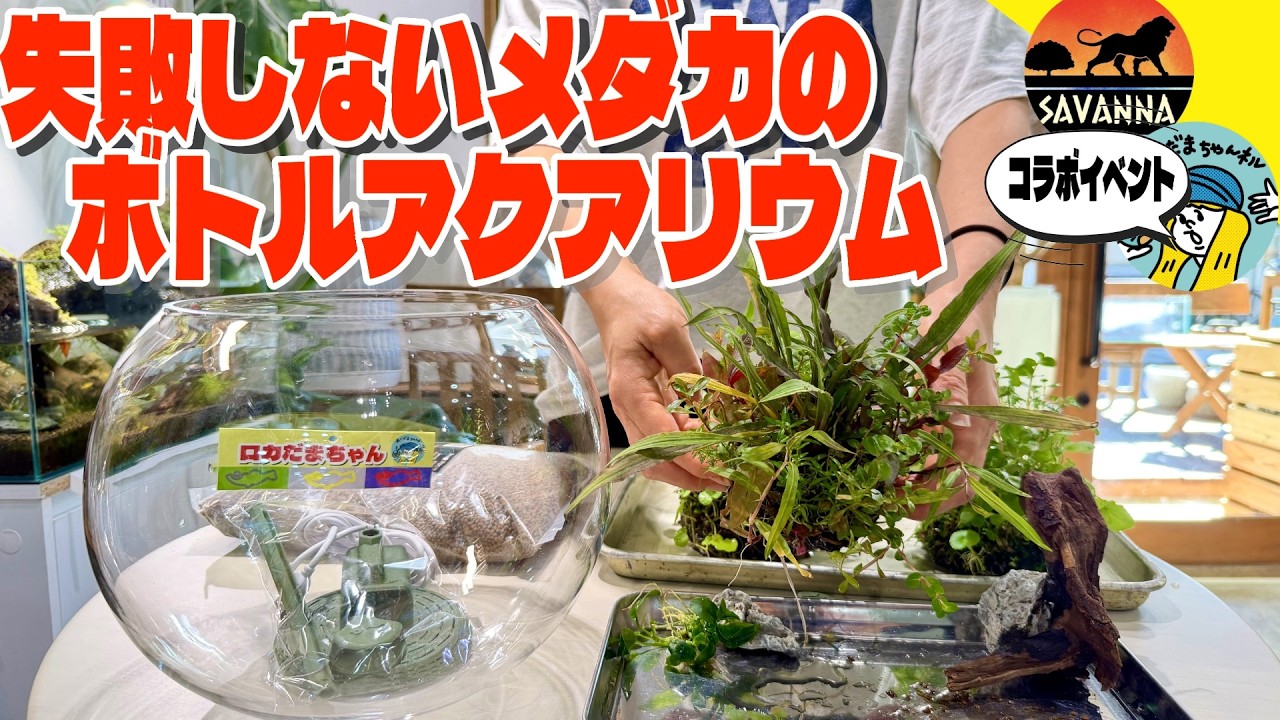 メダカを室内で飼うボトルアクアリウム（もう失敗しない！一緒に作ってみませんか？メダカ屋サバンナさんのイベントでワークショップ開催します）