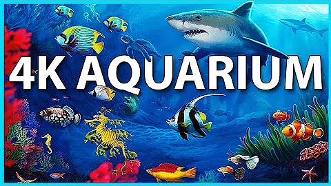 The Best 4K Aquarium for Relaxation 🐠 Sleep Relax Meditation Music - No copy  - 4K UHD Screensaver