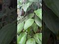 Thiri veenu thudangiya karimunda #grafting #nature #pepper #keralapepper #karimunda