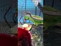 mummy ye mummy ❤️ #follow #cutebird #birds #cuteparrot #talkingparrot #parrot #parrotlover #mithun