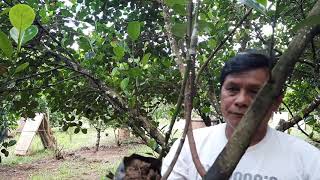 Celebrity Actual Inarching Demonstration of Abuyog Sweet Jackfruit! Wealth
