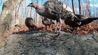 Wild Birds, Squirrels and Turkeys in the Forest - 10 Hours - Dec 30, 2022