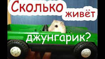 Сколько живут джунгарики?