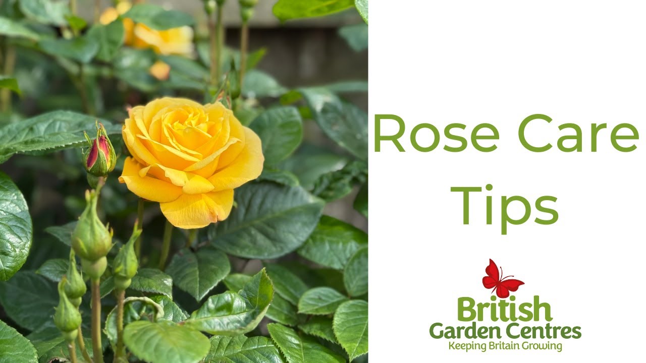Top 3 Rose Care Tips - YouTube