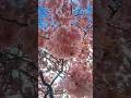 cherry Blossom 🤩🤩#swati_ganesh # manchester#uk#india#ambajogai #beed#dharashiv#cherryblossom2926