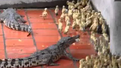 Crocodile's eats live baby ducks