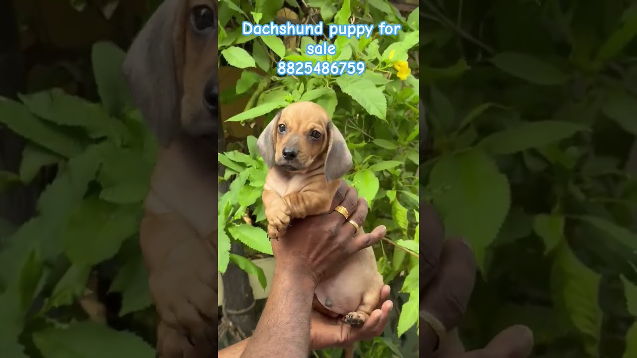 💞 Dachshund puppy for sale 🔥🥰🥰