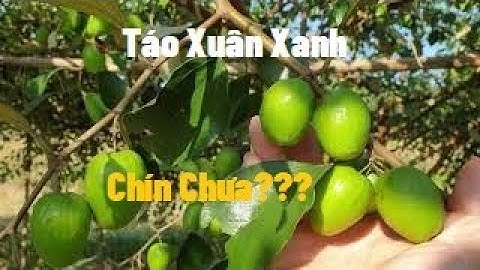 Thăm Cánh Đồng  táo Đài Loan , Táo Xuân Xanh  I Nui Doi Luc Ngan 98