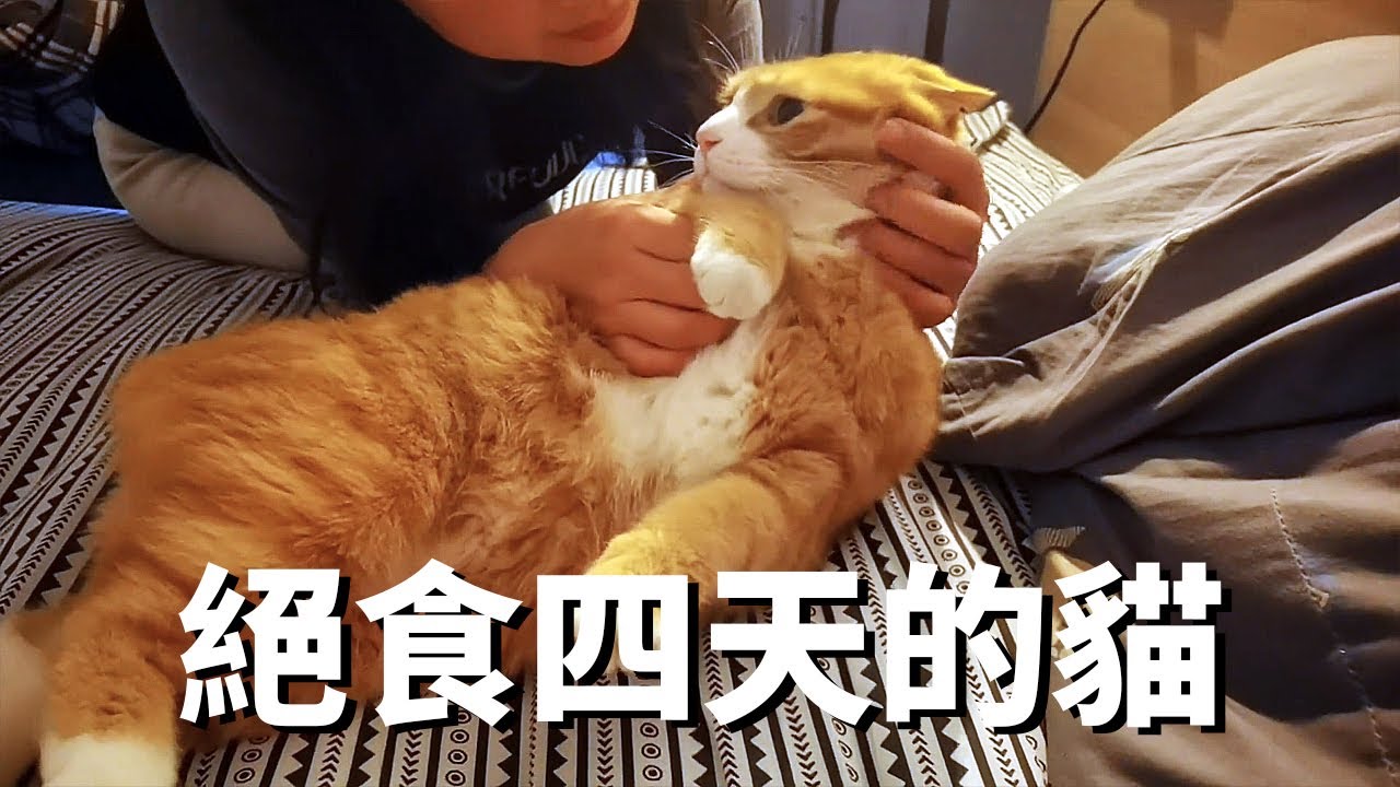 老婆撿了一隻流浪貓回家，原住民崩潰了！