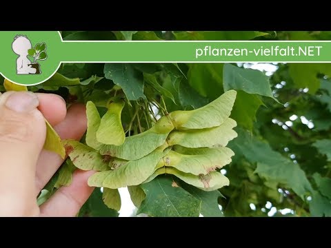 Spitz-Ahorn - Früchte/Samen - 03.08.18 (Acer platanoides) - Baum (Früchte) Bestimmung